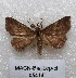  ( - MACN-Bar-Lep-ct 05414)  @13 [ ] Copyright (2013) MACN Museo Argentino de Ciencias Naturales "Bernardino Rivadavia"