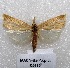  ( - MACN-Bar-Lep-ct 05416)  @13 [ ] Copyright (2013) MACN Museo Argentino de Ciencias Naturales "Bernardino Rivadavia"