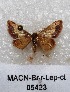  ( - MACN-Bar-Lep-ct 05423)  @13 [ ] Copyright (2013) MACN Museo Argentino de Ciencias Naturales "Bernardino Rivadavia"
