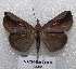  ( - MACN-Bar-Lep-ct 05461)  @13 [ ] Copyright (2013) MACN Museo Argentino de Ciencias Naturales "Bernardino Rivadavia"