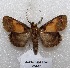  ( - MACN-Bar-Lep-ct 05487)  @14 [ ] Copyright (2013) MACN Museo Argentino de Ciencias Naturales "Bernardino Rivadavia"
