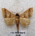  ( - MACN-Bar-Lep-ct 05509)  @14 [ ] Copyright (2013) MACN Museo Argentino de Ciencias Naturales "Bernardino Rivadavia"