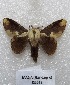 ( - MACN-Bar-Lep-ct 05543)  @14 [ ] Copyright (2013) MACN Museo Argentino de Ciencias Naturales "Bernardino Rivadavia"