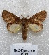  ( - MACN-Bar-Lep-ct 05588)  @14 [ ] Copyright (2013) MACN Museo Argentino de Ciencias Naturales "Bernardino Rivadavia"
