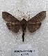  ( - MACN-Bar-Lep-ct 05598)  @12 [ ] Copyright (2013) MACN Museo Argentino de Ciencias Naturales "Bernardino Rivadavia"