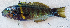  ( - 1262_008)  @11 [ ] CreativeCommons Attribution ShareAlike (2021) Institut Halieutique et des Sciences Marines Institut Halieutique et des Sciences Marines