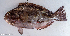  ( - 1296_002)  @11 [ ] CreativeCommons Attribution ShareAlike (2022) Institut Halieutique et des Sciences Marines Institut Halieutique et des Sciences Marines
