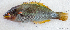  ( - 1307_022)  @11 [ ] CreativeCommons Attribution ShareAlike (2021) Institut Halieutique et des Sciences Marines Institut Halieutique et des Sciences Marines