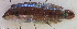  (Novaculoides - 1463_010)  @11 [ ] CreativeCommons Attribution ShareAlike (2022) Institut Halieutique et des Sciences Marines Institut Halieutique et des Sciences Marines