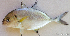  ( - 1477_013)  @11 [ ] CreativeCommons Attribution ShareAlike (2022) Institut Halieutique et des Sciences Marines Institut Halieutique et des Sciences Marines