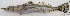  ( - 1558_005)  @11 [ ] CreativeCommons Attribution ShareAlike (2022) Institut Halieutique et des Sciences Marines Institut Halieutique et des Sciences Marines