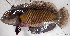  ( - 1591_004)  @11 [ ] CreativeCommons Attribution ShareAlike (2022) Institut Halieutique et des Sciences Marines Institut Halieutique et des Sciences Marines