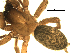  ( - 01ARONT-G12)  @13 [ ] CreativeCommons - Attribution (2009) Gergin Blagoev, Centre for Biodiversity Genomics Centre for Biodiversity Genomics