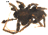  ( - 09ONTGAB-116)  @12 [ ] CreativeCommons - Attribution Share-Alike (2009) Gergin Blagoev, Centre for Biodiversity Genomics Unspecified