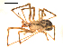  ( - 09ONTGAB-123)  @11 [ ] CreativeCommons - Attribution Share-Alike (2009) Gergin Blagoev, Centre for Biodiversity Genomics Unspecified