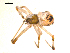  ( - 09ONTGAB-164)  @12 [ ] CreativeCommons - Attribution Share-Alike (2009) Gergin Blagoev, Centre for Biodiversity Genomics Unspecified