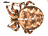 ( - 09ONTGAB-192)  @13 [ ] CC-0 (2009) Gergin Blagoev, Centre for Biodiversity Genomics Unspecified