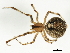  (Theridion murarium - 09ONTGAB-053)  @14 [ ] CreativeCommons - Attribution (2009) Unspecified Centre for Biodiversity Genomics