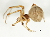  (Parasteatoda tabulata - 09ONTGAB-060)  @14 [ ] CreativeCommons - Attribution (2009) Unspecified Centre for Biodiversity Genomics