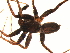  ( - BGSPI-03-G03)  @12 [ ] CreativeCommons - Attribution  Gergin Blagoev, Centre for Biodiversity Genomics Centre for Biodiversity Genomics