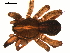  ( - BGSPI-03-H06)  @14 [ ] CreativeCommons - Attribution  Gergin Blagoev, Centre for Biodiversity Genomics Centre for Biodiversity Genomics