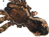  ( - BIOUG00039-H08)  @12 [ ] CC-0  G. Blagoev 2010 Unspecified