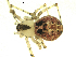  (Platnickina tincta - CCDB-04287-B01)  @13 [ ] CreativeCommons - Attribution (2009) Gergin Blagoev, Centre for Biodiversity Genomics Centre for Biodiversity Genomics