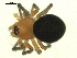  ( - CCDB-04287-H11)  @13 [ ] CreativeCommons - Attribution (2009) Gergin Blagoev, Centre for Biodiversity Genomics Centre for Biodiversity Genomics