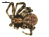  ( - CCDB-04289-D09)  @13 [ ] CreativeCommons - Attribution (2009) Gergin Blagoev, Centre for Biodiversity Genomics Centre for Biodiversity Genomics