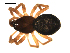  ( - CCDB-04290-A09)  @13 [ ] CreativeCommons - Attribution (2009) Gergin Blagoev, Centre for Biodiversity Genomics Centre for Biodiversity Genomics