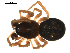  (Grammonota ornata - CCDB-04290-A10)  @13 [ ] CreativeCommons - Attribution (2009) Gergin Blagoev, Centre for Biodiversity Genomics Centre for Biodiversity Genomics