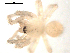  ( - CCDB-04290-F04)  @12 [ ] CreativeCommons - Attribution (2009) Gergin Blagoev, Centre for Biodiversity Genomics Centre for Biodiversity Genomics