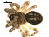  ( - CCDB-04290-F10)  @13 [ ] CreativeCommons - Attribution (2009) Gergin Blagoev, Centre for Biodiversity Genomics Centre for Biodiversity Genomics
