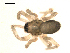  ( - CCDB-04290-G07)  @13 [ ] CreativeCommons - Attribution (2009) Gergin Blagoev, Centre for Biodiversity Genomics Centre for Biodiversity Genomics