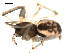  ( - CCDB-05156-F09)  @12 [ ] CreativeCommons - Attribution (2009) Gergin Blagoev, Centre for Biodiversity Genomics Centre for Biodiversity Genomics
