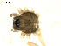  ( - CCDB-05259-E07)  @12 [ ] CreativeCommons - Attribution (2009) Gergin Blagoev, Centre for Biodiversity Genomics Centre for Biodiversity Genomics
