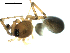  ( - CCDB-05259-F11)  @12 [ ] CreativeCommons - Attribution (2009) Gergin Blagoev, Centre for Biodiversity Genomics Centre for Biodiversity Genomics
