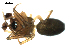  ( - CCDB-05259-G06)  @12 [ ] CreativeCommons - Attribution (2009) Gergin Blagoev, Centre for Biodiversity Genomics Centre for Biodiversity Genomics