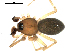  ( - CCDB-05292-A11)  @12 [ ] CreativeCommons - Attribution (2009) Gergin Blagoev, Centre for Biodiversity Genomics Centre for Biodiversity Genomics