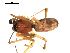 ( - CCDB-05292-C03)  @13 [ ] CreativeCommons - Attribution (2009) Gergin Blagoev, Centre for Biodiversity Genomics Centre for Biodiversity Genomics