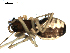  ( - CCDB-05292-C04)  @12 [ ] CreativeCommons - Attribution (2009) Gergin Blagoev, Centre for Biodiversity Genomics Centre for Biodiversity Genomics