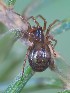  ( - BIOUG36912-A12)  @11 [ ] CC-0 (2019) Unspecified Unspecified