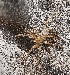  ( - BIOUG39662-E09)  @11 [ ] CC0 (2020) Unspecified Unspecified