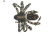  ( - BIOUG00613-E01)  @12 [ ] CC-0  G. Blagoev 2010 Unspecified
