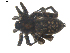 ( - BIOUG00613-E02)  @12 [ ] CC-0  G. Blagoev 2010 Unspecified