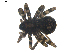  ( - BIOUG00613-F06)  @13 [ ] CC-0  G. Blagoev 2010 Unspecified