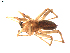  ( - BIOUG00614-C11)  @13 [ ] CC-0  G. Blagoev 2010 Unspecified