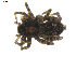  ( - BIOUG00614-F01)  @12 [ ] CC-0  G. Blagoev 2010 Unspecified