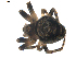  ( - BIOUG00615-A04)  @12 [ ] CC-0  G. Blagoev 2010 Unspecified