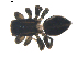  (Phlegra hentzi - BIOUG00615-C06)  @12 [ ] CC-0  G. Blagoev 2010 Unspecified
